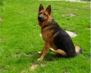 Tizian - Deutscher Schäferhund - Bild 2