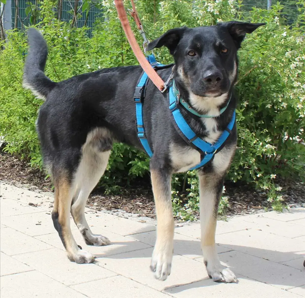 Ricky - Deutscher Schäferhund - Bild 1