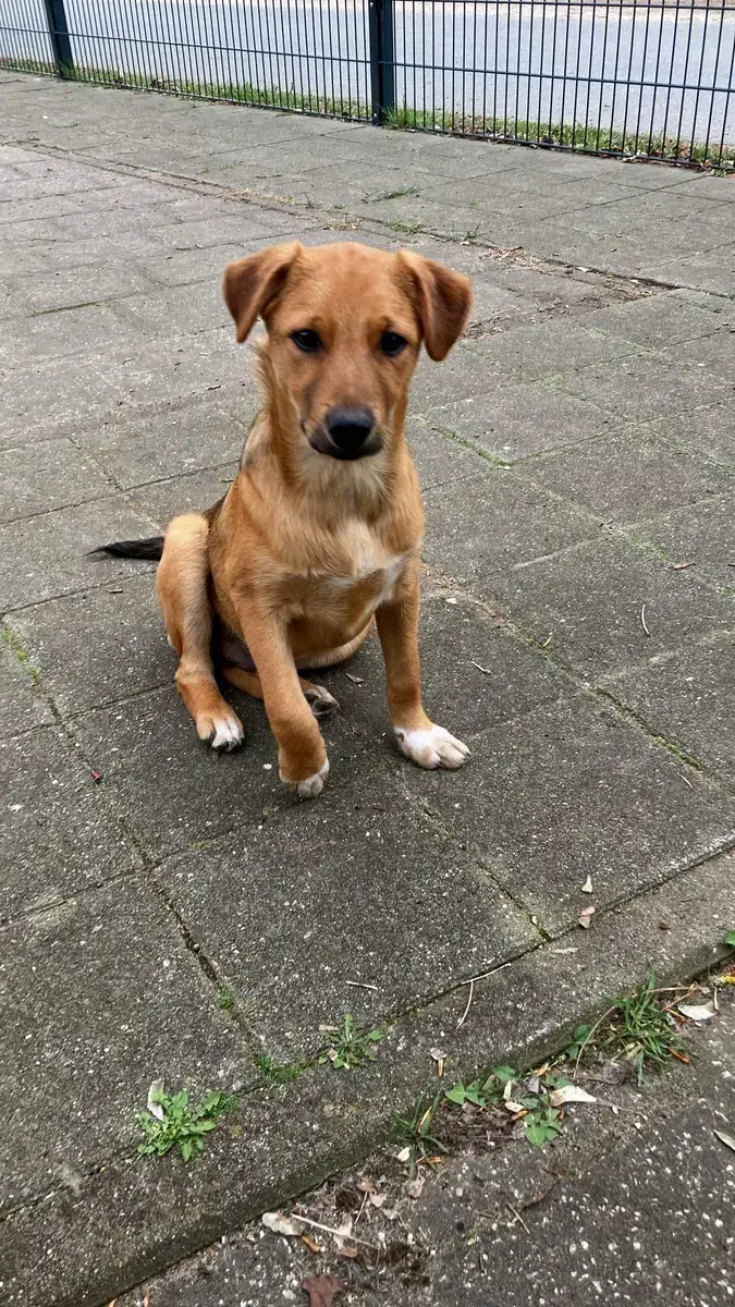 Vello -  - Bild 2