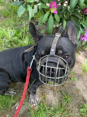 Dustin – Französische Bulldogge – Bild 3