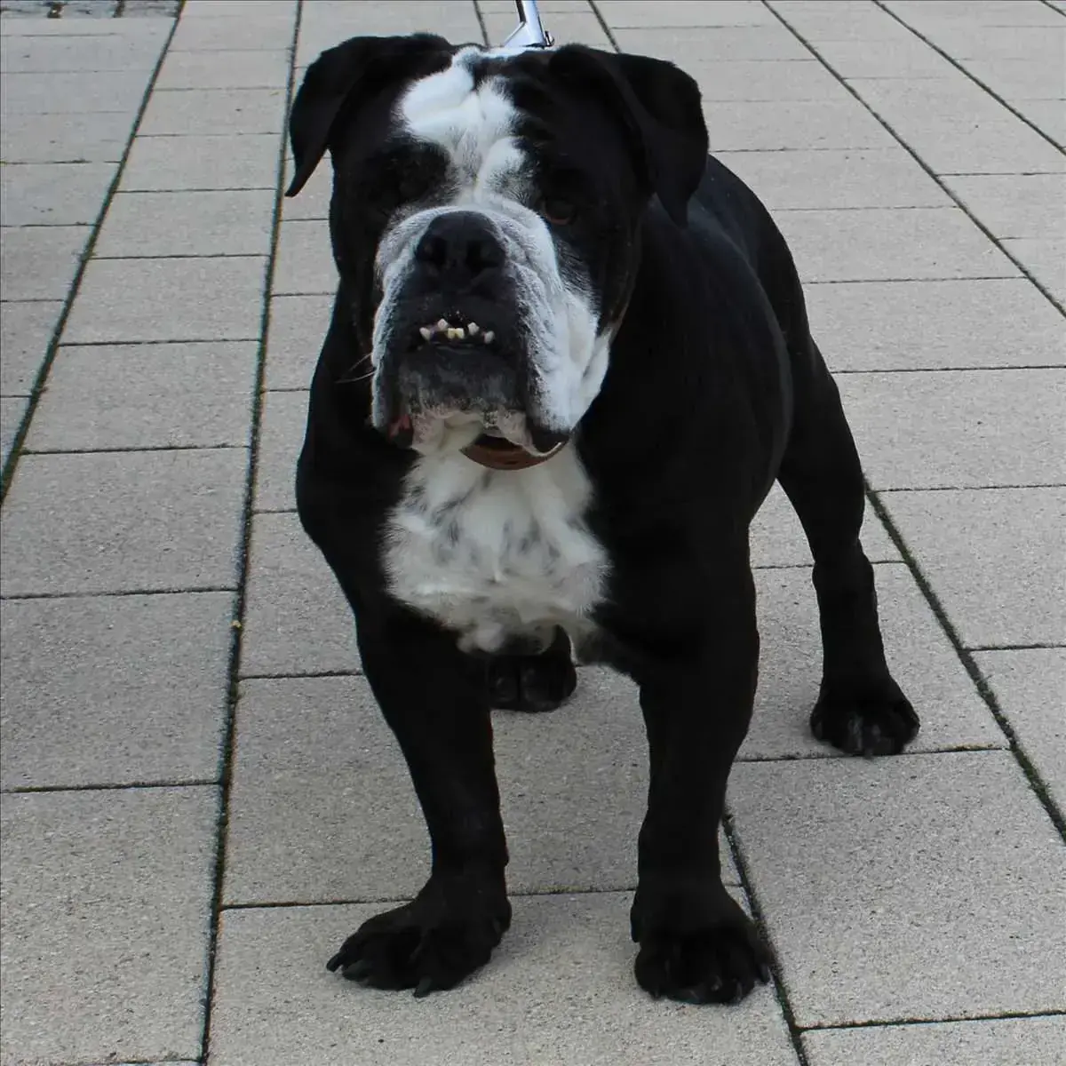 Shorty - Englische Bulldogge - Bild 2