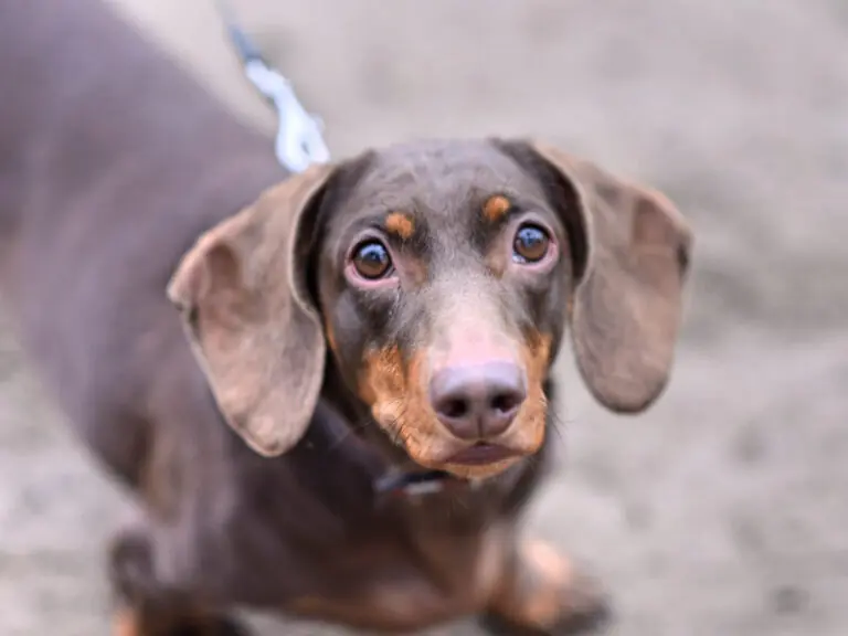 Rudi - Dackel - Bild 9