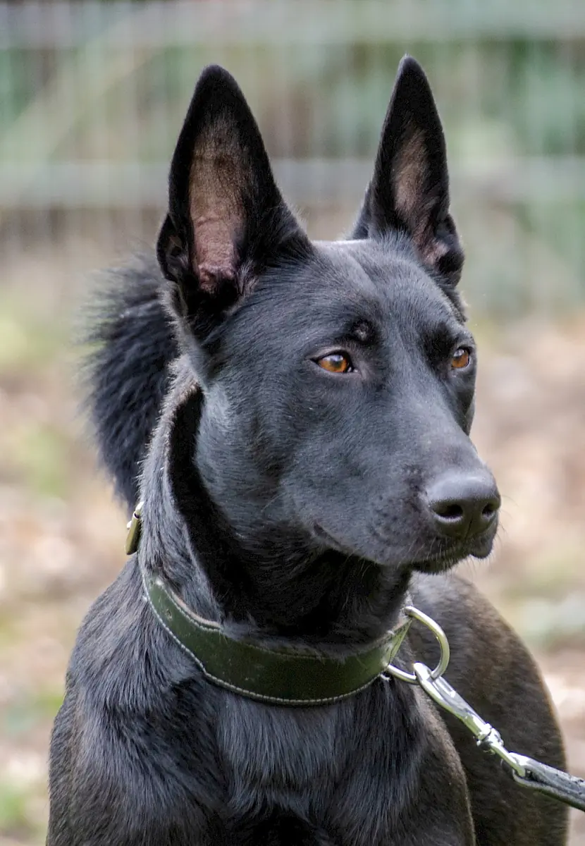 Greta - Deutscher Schäferhund - Bild 6