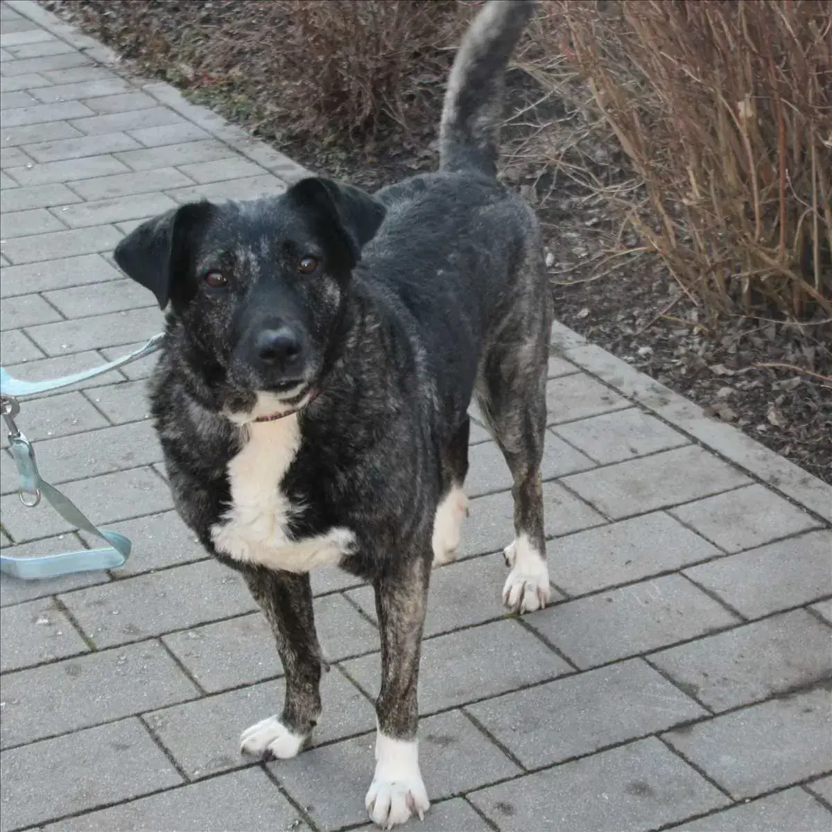 LUNA -  - Bild 1