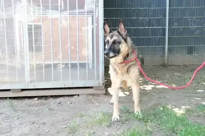 Henry – Deutscher Schäferhund – Bild 6