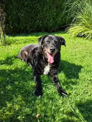 Balou – Appenzeller Sennenhund – Bild 11