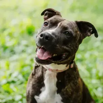 Staffordshire Bullterrier Ricarda
