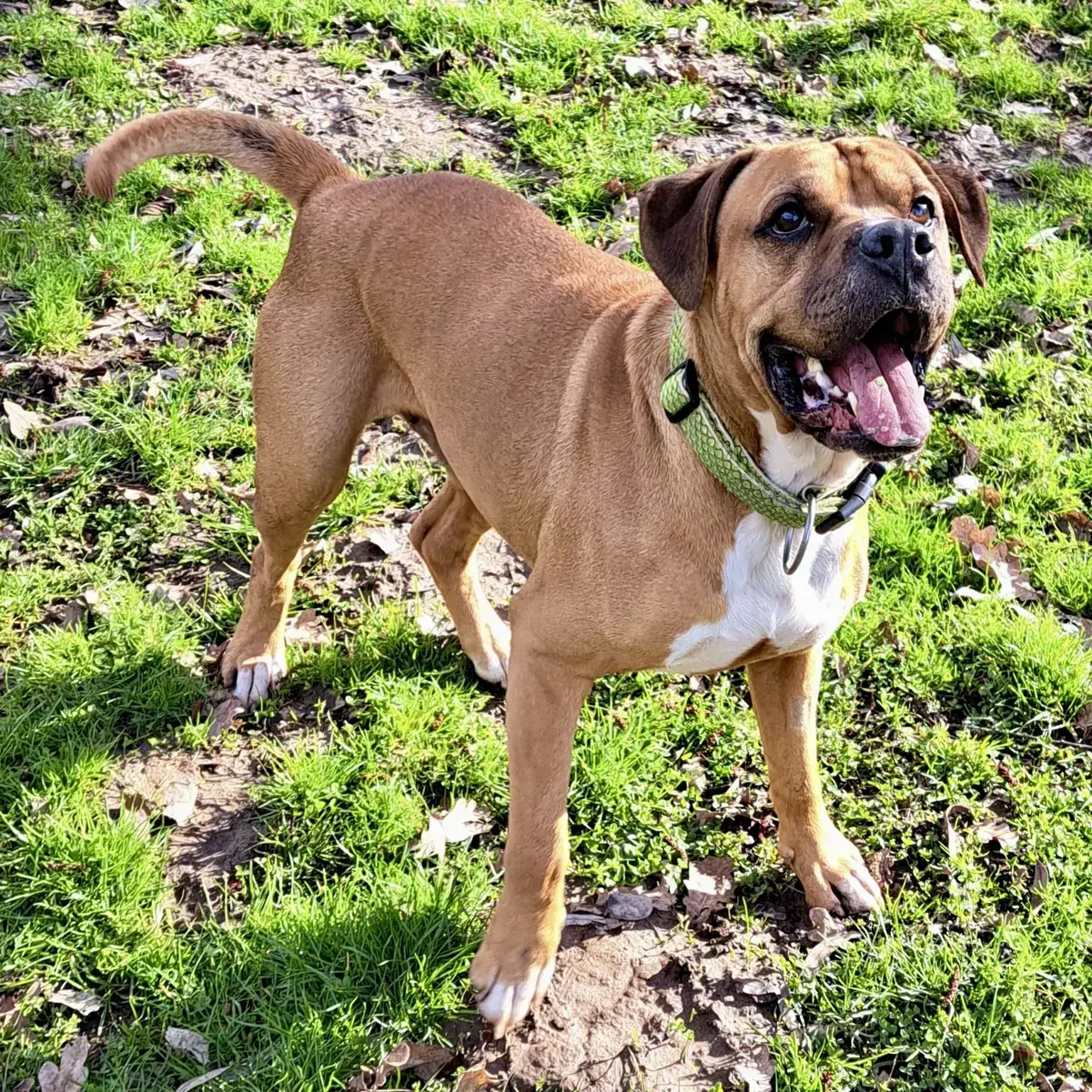 Wotan - Deutscher Boxer - Bild 4