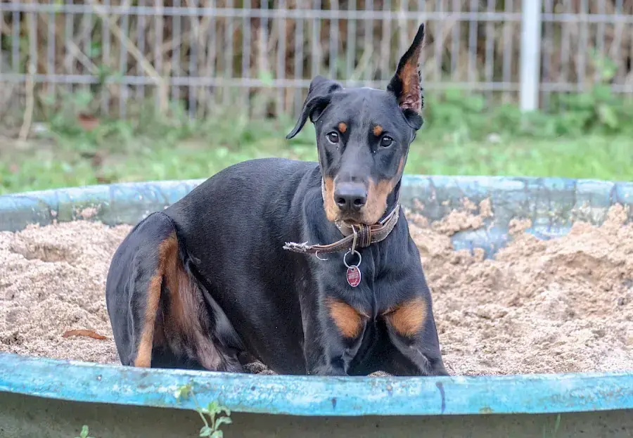 Ikarus - Dobermann - Bild 2