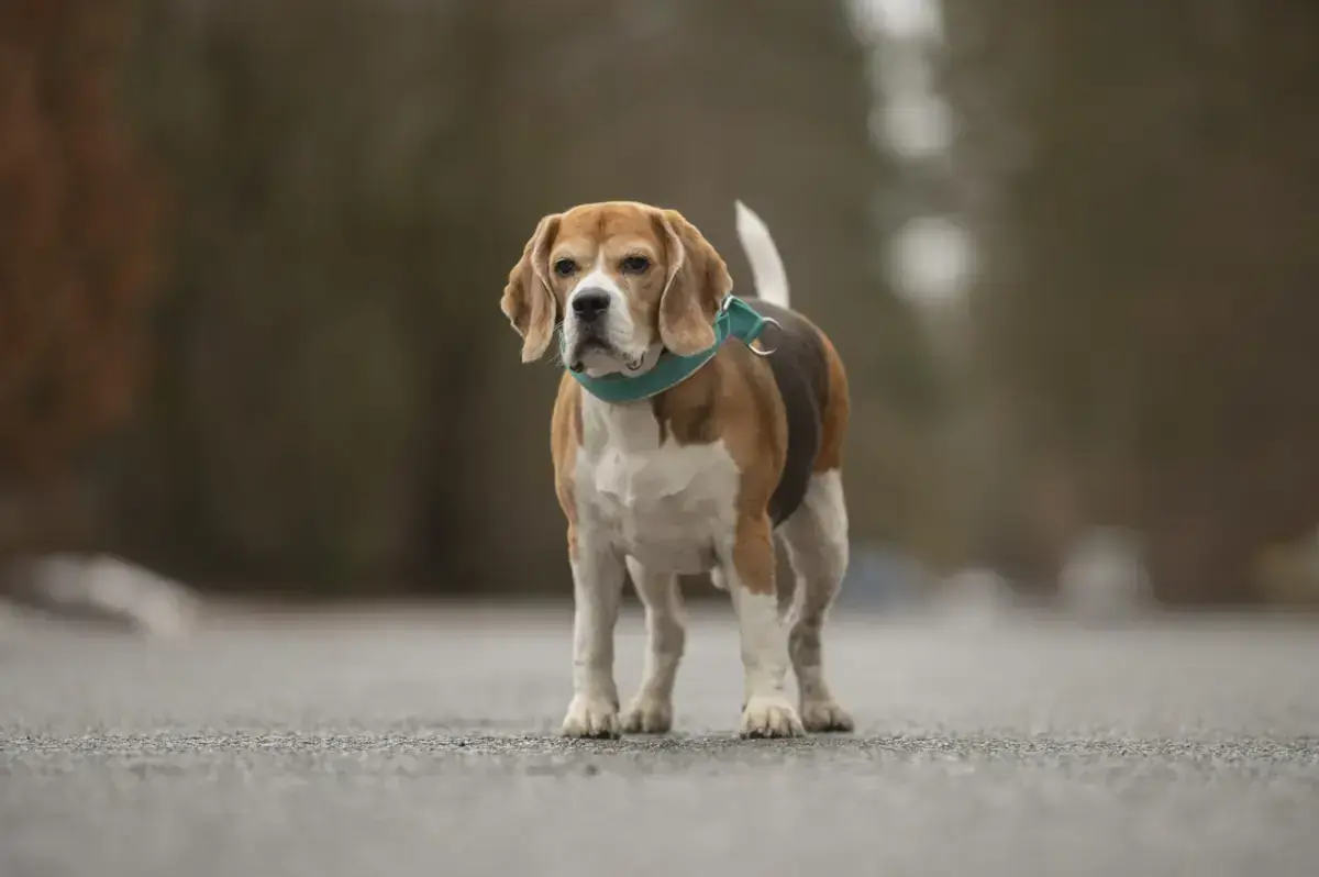 Taco - Beagle - Bild 2