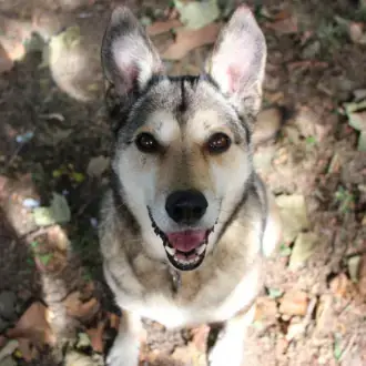 Feli -  - Bild 4