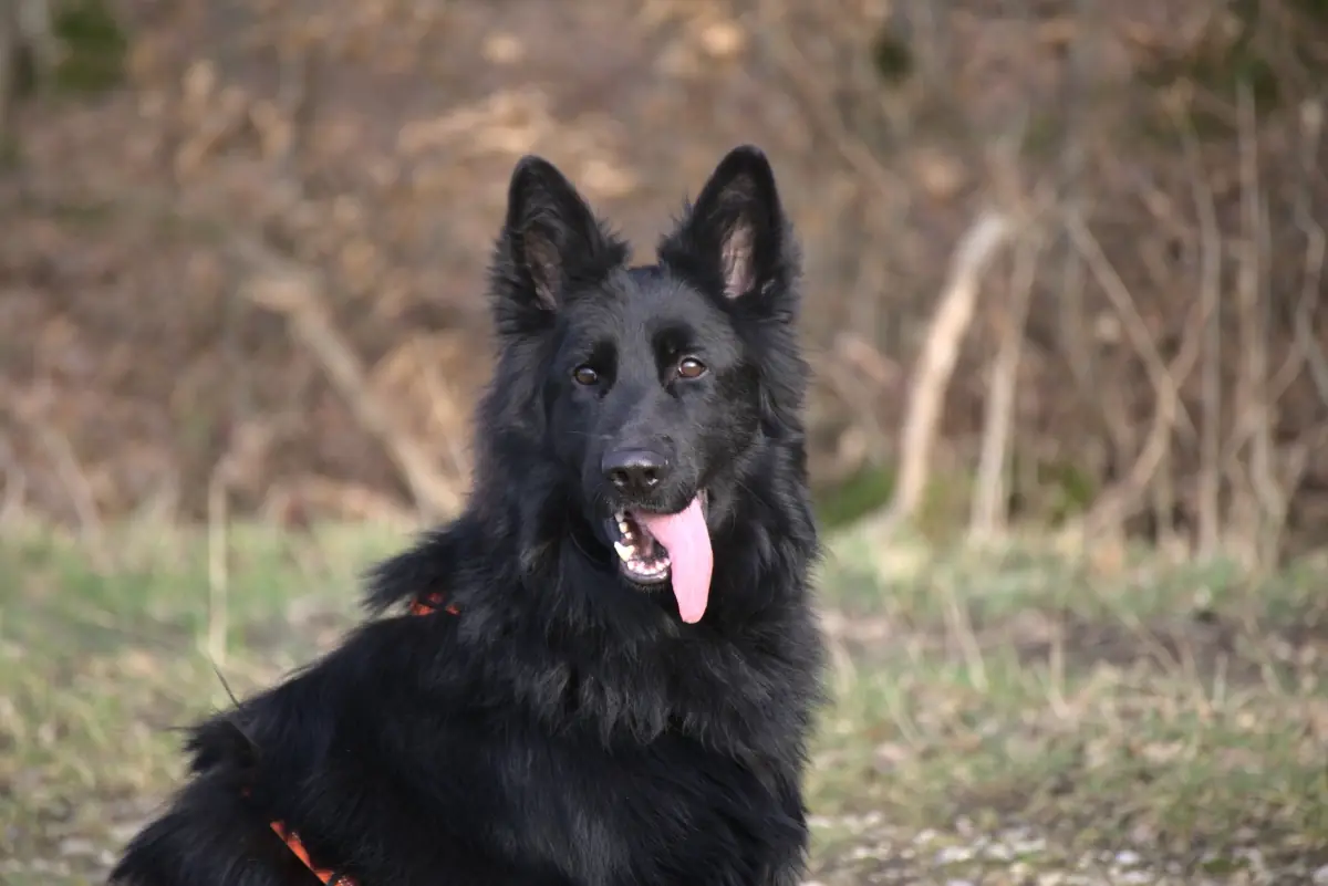 Filou - Deutscher Schäferhund - Bild 5