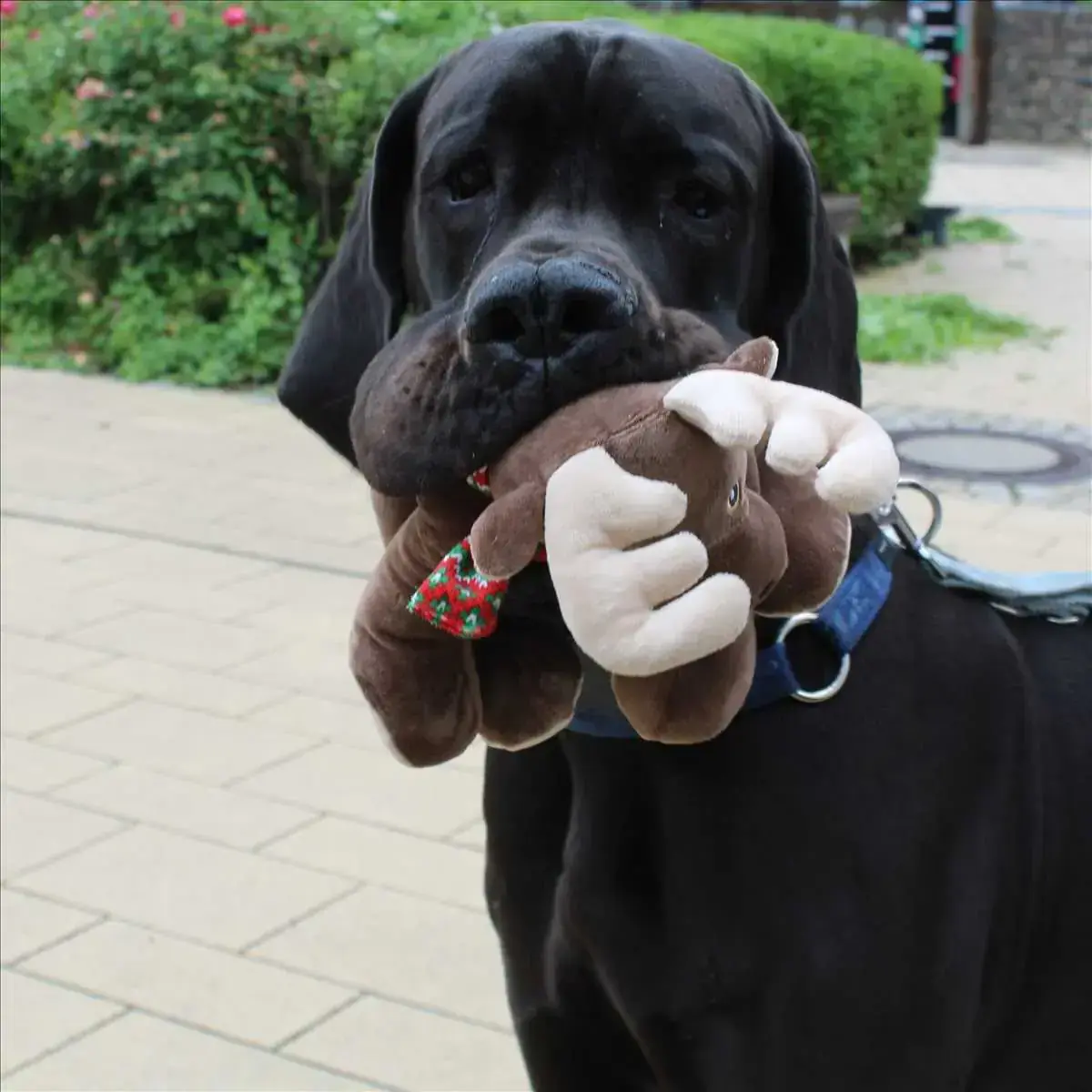 PHANTOM -  - Bild 2
