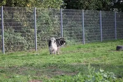 Rocky – Šarplaninac – Bild 23