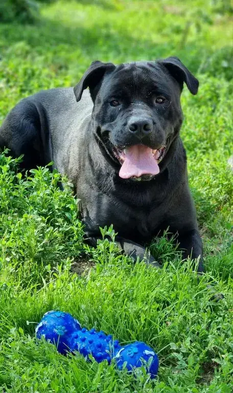 Tylor - Rottweiler, Cane Corso Italiano - Bild 3
