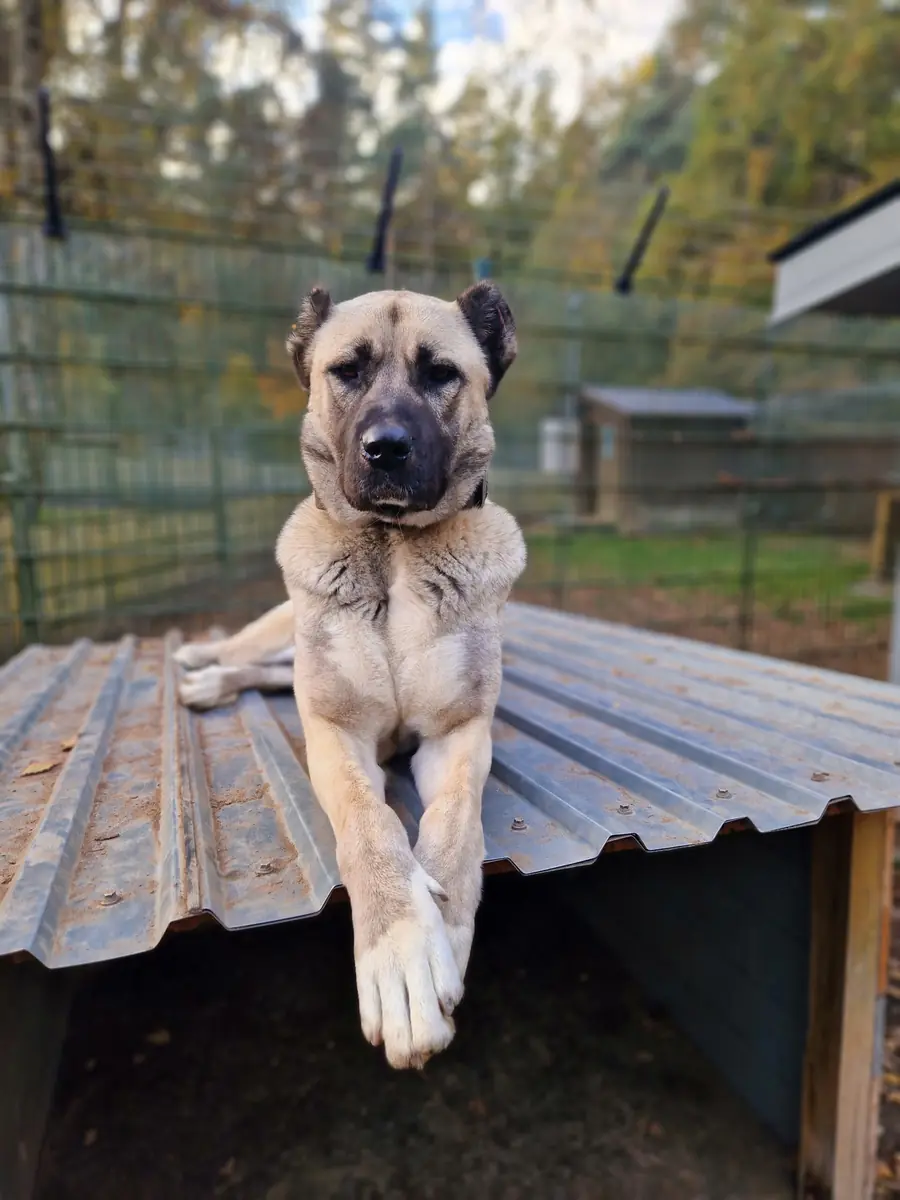 Berta - Kangal-Hirtenhund - Bild 4