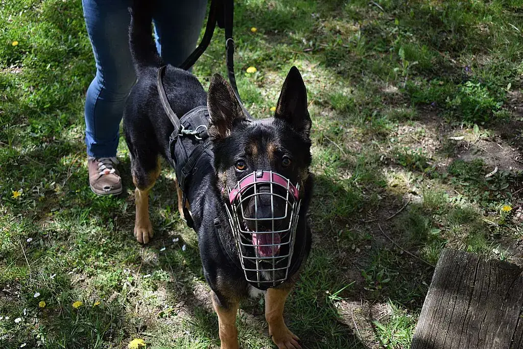 Oliver - Deutscher Schäferhund - Bild 1