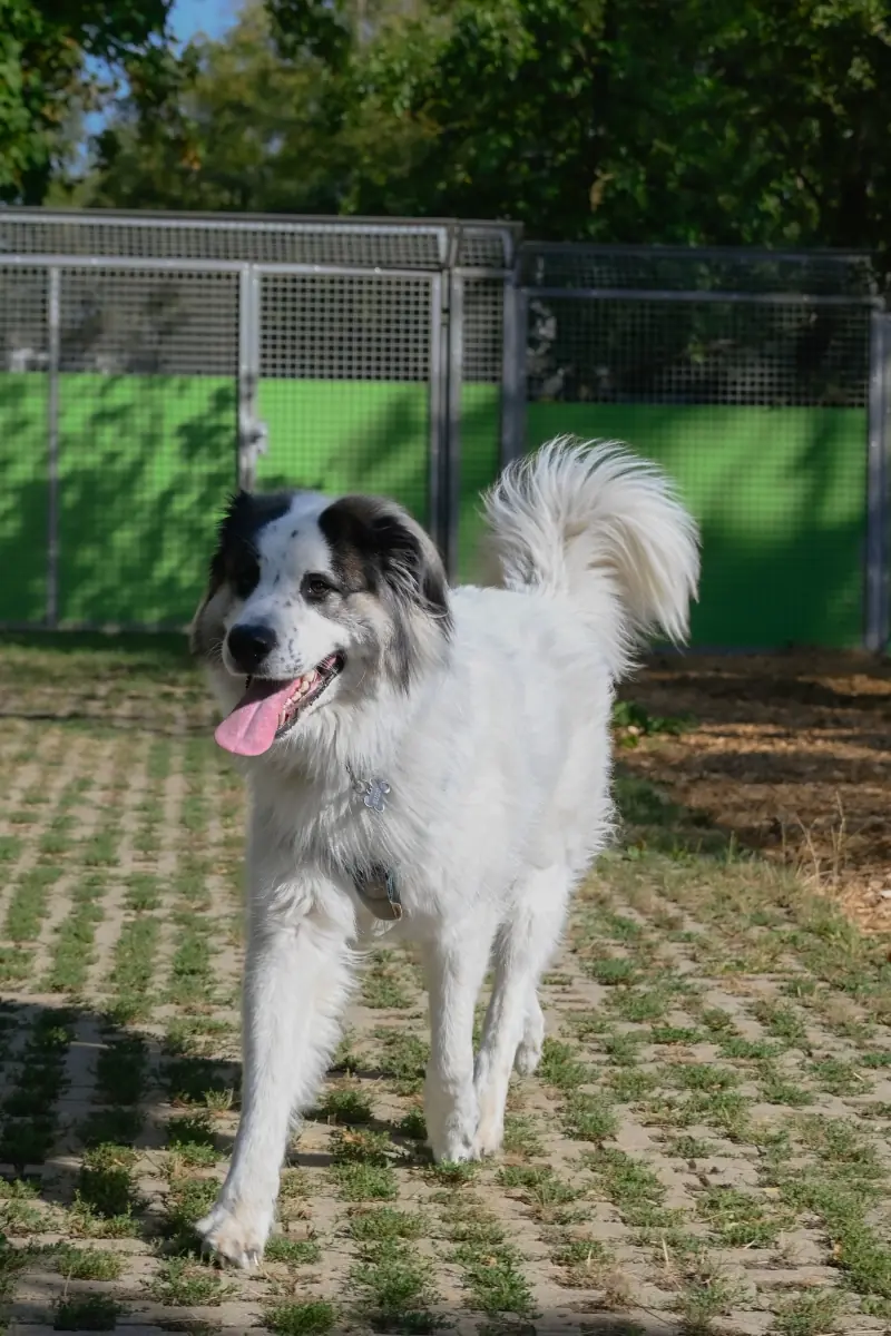 Buddy - Samojede - Bild 3