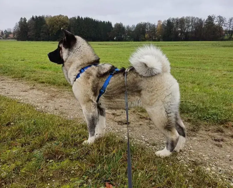 American Akita Kaya