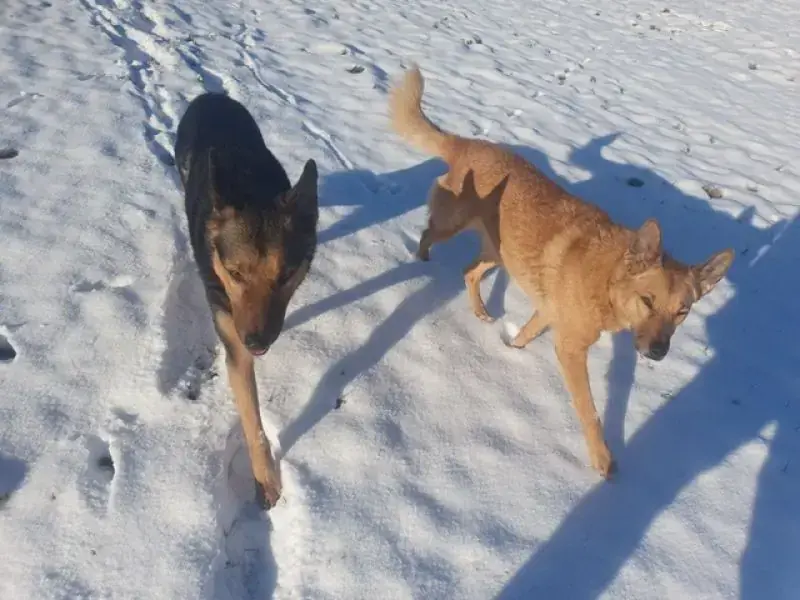Zira -  - Bild 12