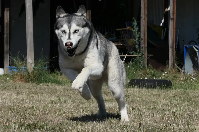 Tina - Siberian Husky - Bild 2