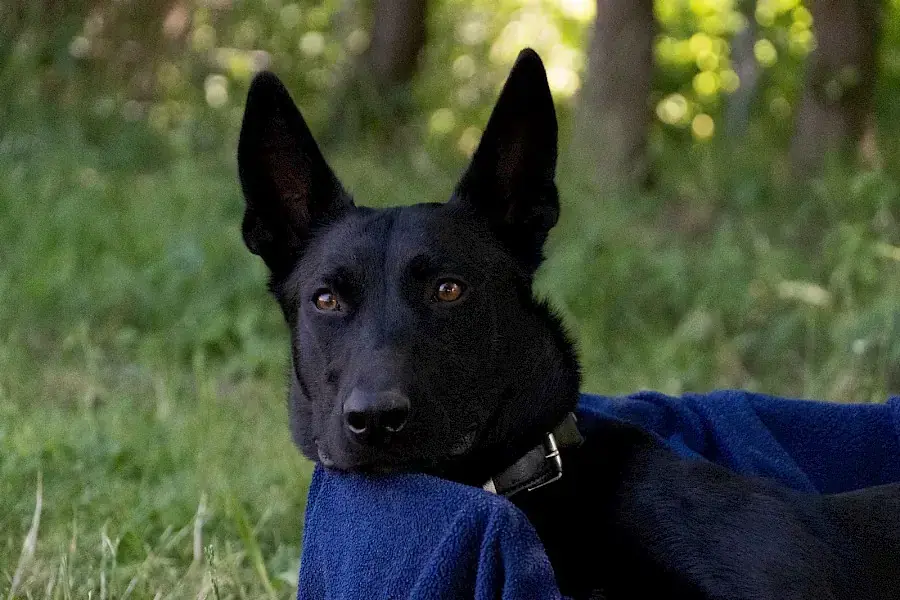 Greta - Deutscher Schäferhund - Bild 1