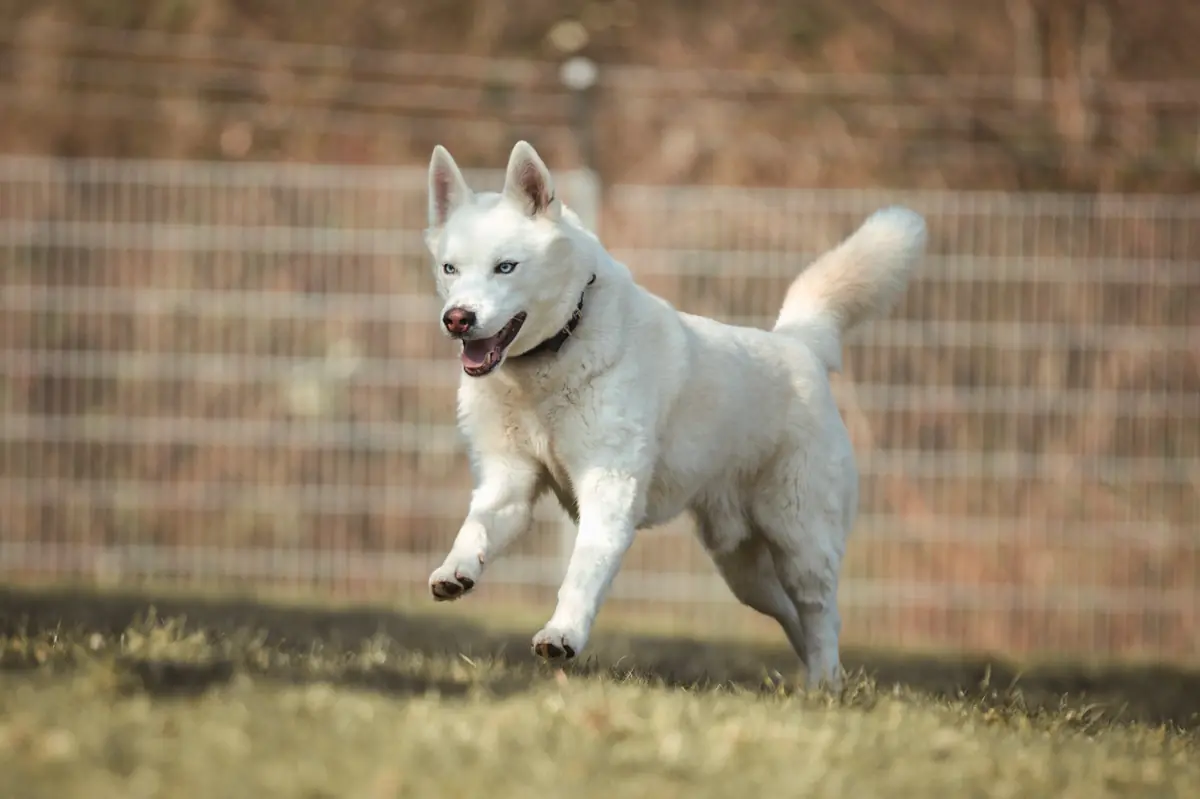 Balou - Siberian Husky - Bild 8