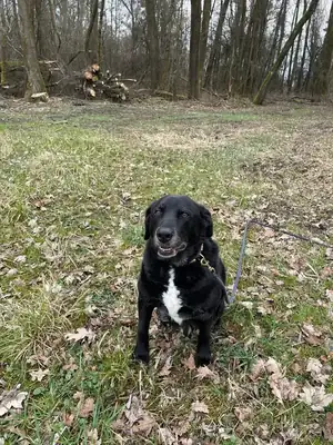 Balou – Appenzeller Sennenhund – Bild 12