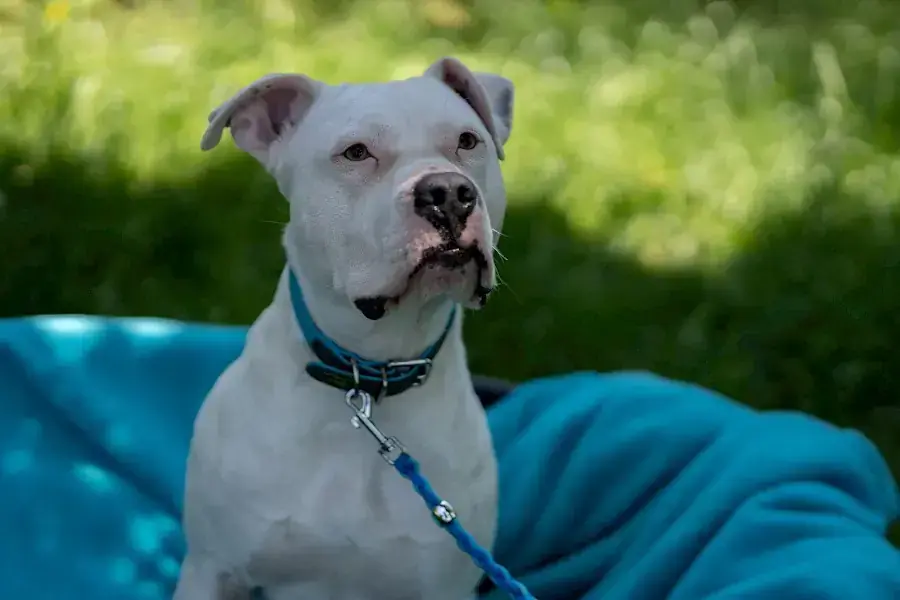Apollo - American Staffordshire Terrier - Bild 6