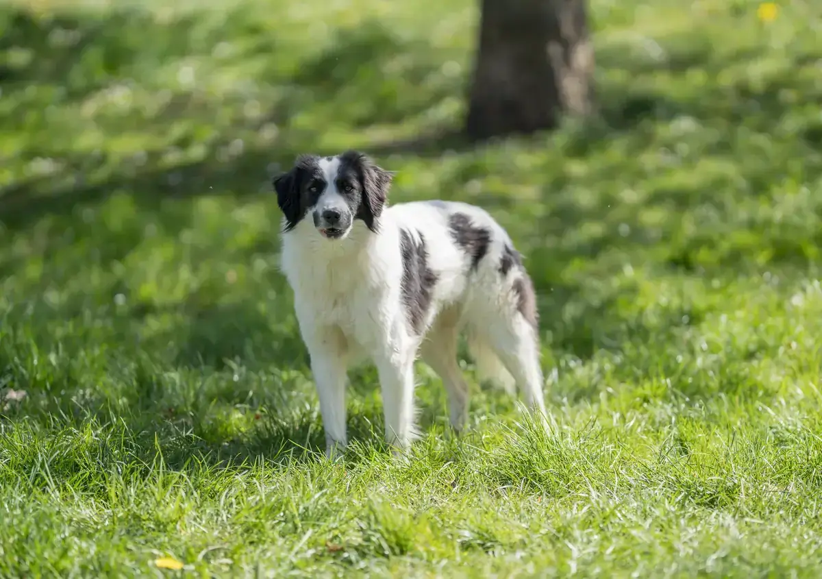 Hund Osy