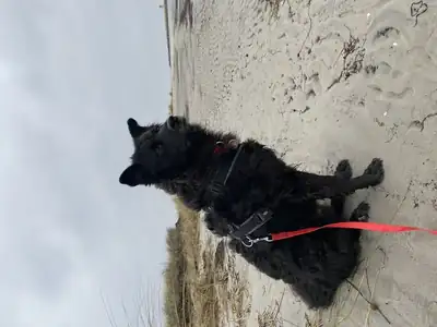 Carlo – Deutscher Schäferhund, Mudi – Bild 6