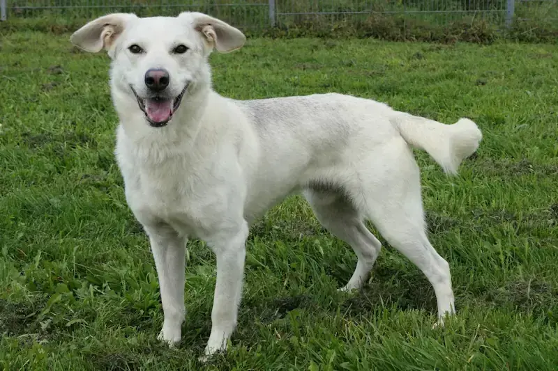 Pino - Siberian Husky, Labrador Retriever - Bild 3