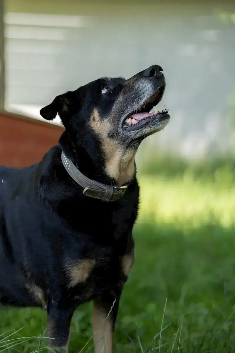 Shila -  - Bild 4