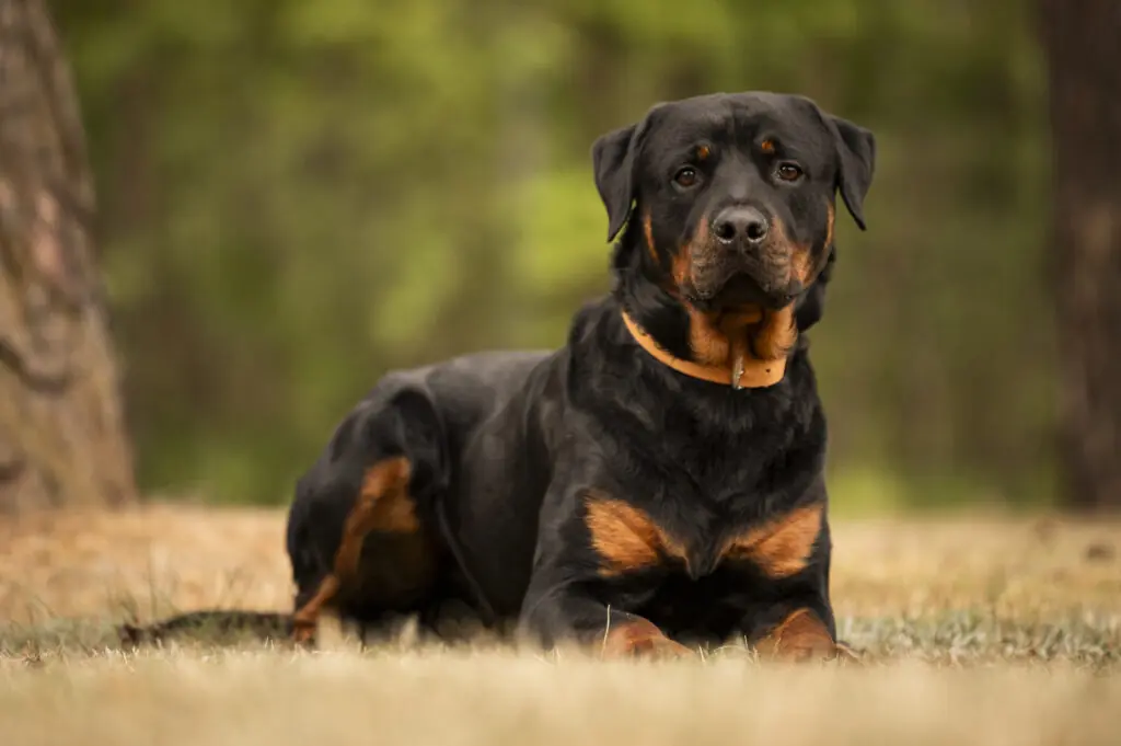 Chapo - Rottweiler - Bild 1
