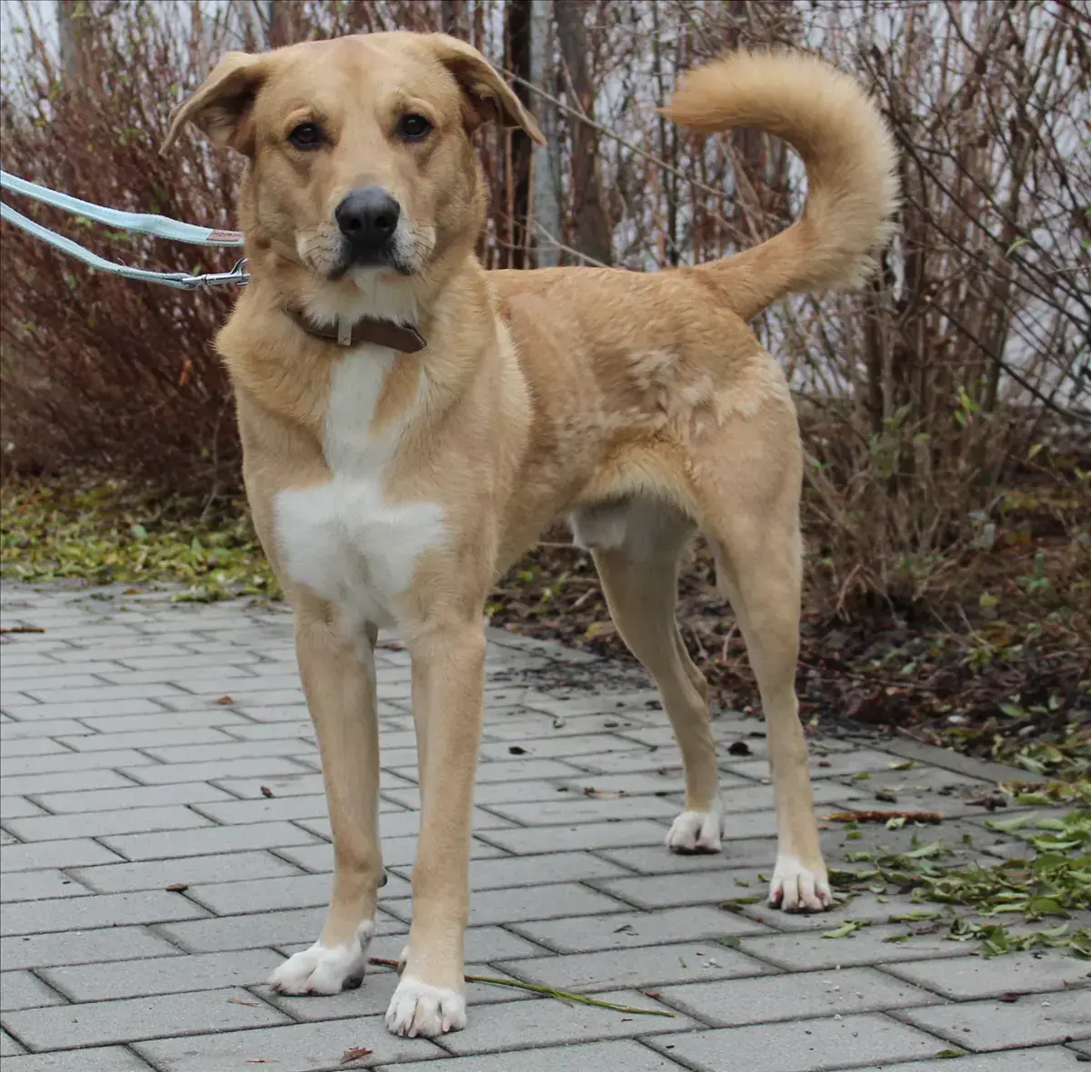 HARALD - Deutscher Schäferhund, Labrador Retriever - Bild 1