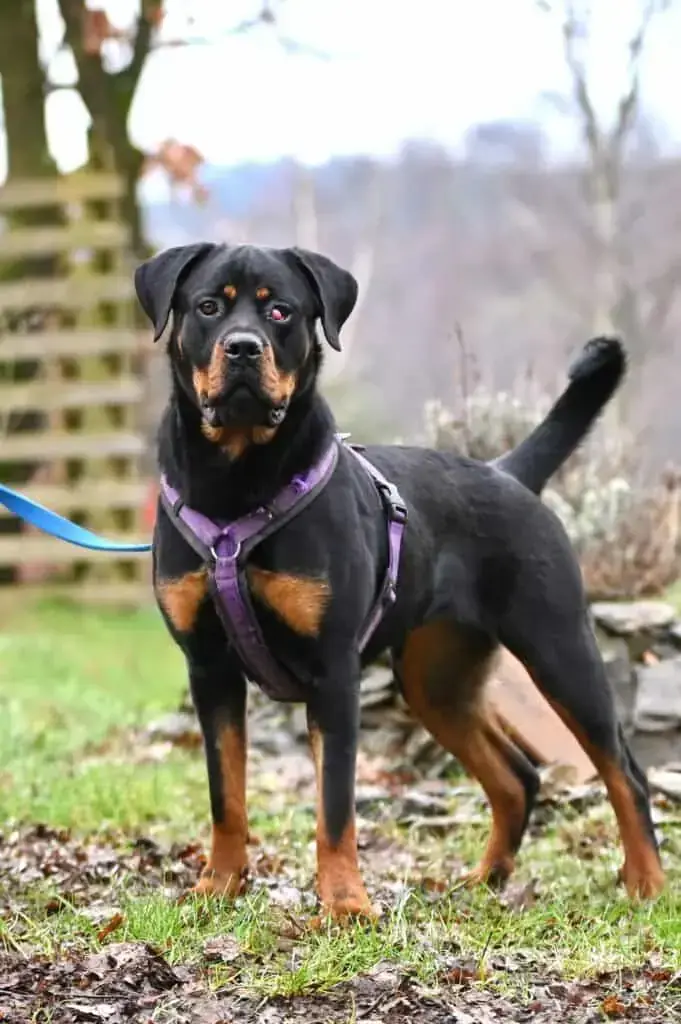 Rottweiler Samira