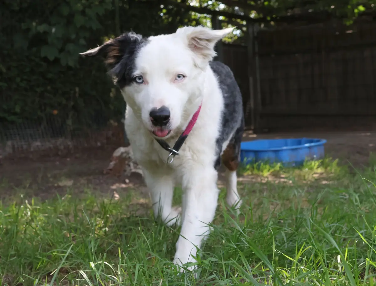 Curly - Australian Shepherd - Bild 2