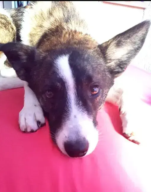 Cosmo -  - Bild 3