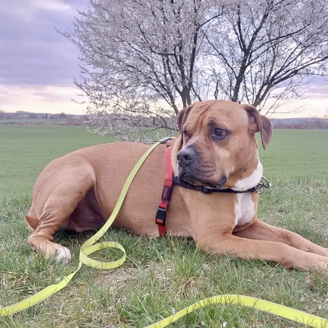 Wotan - Deutscher Boxer - Bild 2