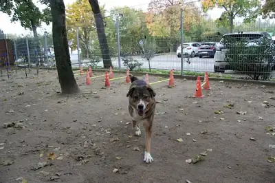 Amy – Deutscher Schäferhund – Bild 9