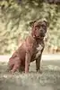 Alfi – Staffordshire Bullterrier – Bild 5