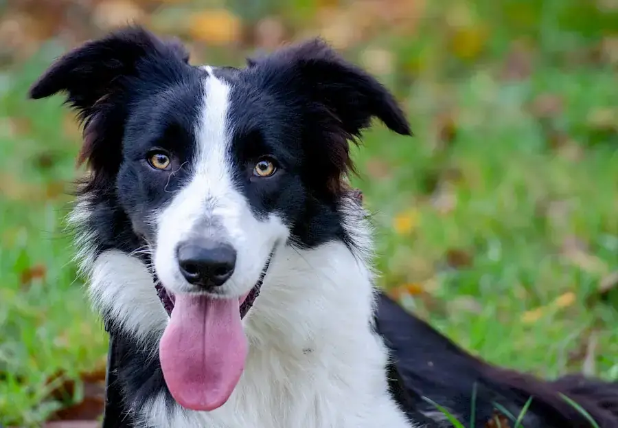 Border Collie Manoah