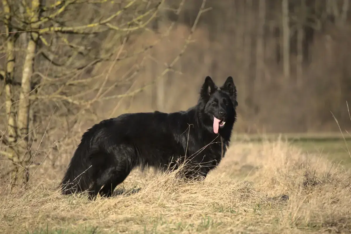 Filou - Deutscher Schäferhund - Bild 1