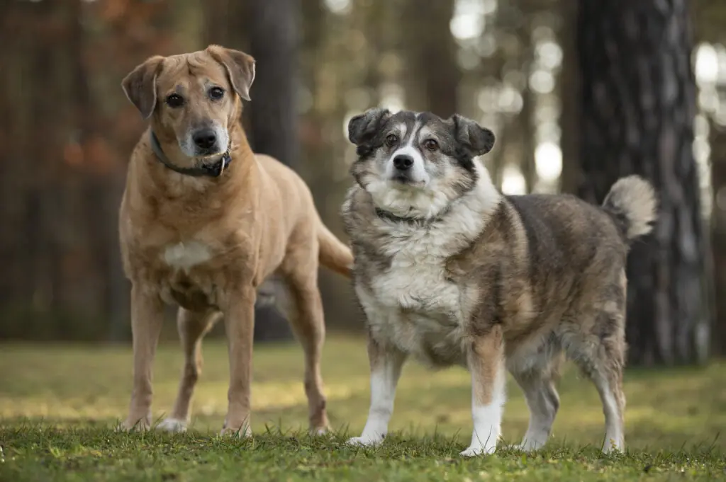Benny und Sandy -  - Bild 1