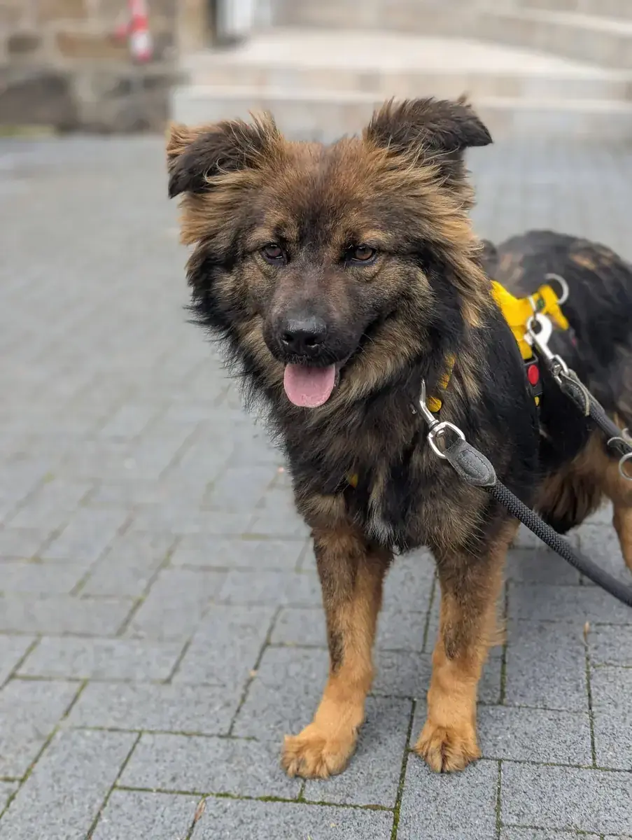 Bella -  - Bild 1