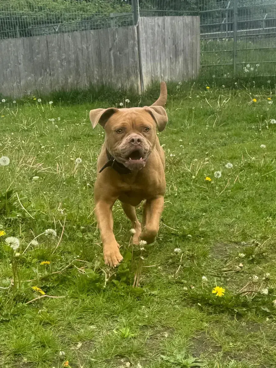 Emmy - Englische Bulldogge - Bild 3