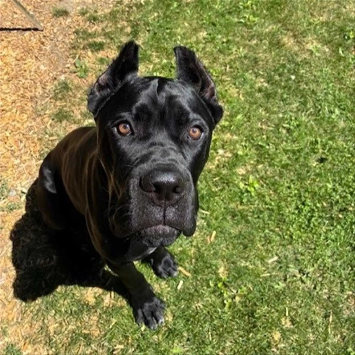 Merlin - Cane Corso Italiano - Bild 2