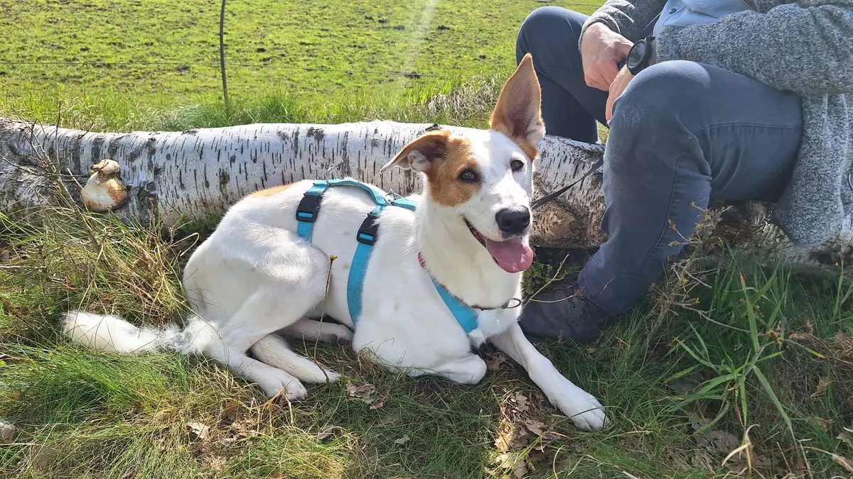 Duke - Podenco Canario - Bild 7