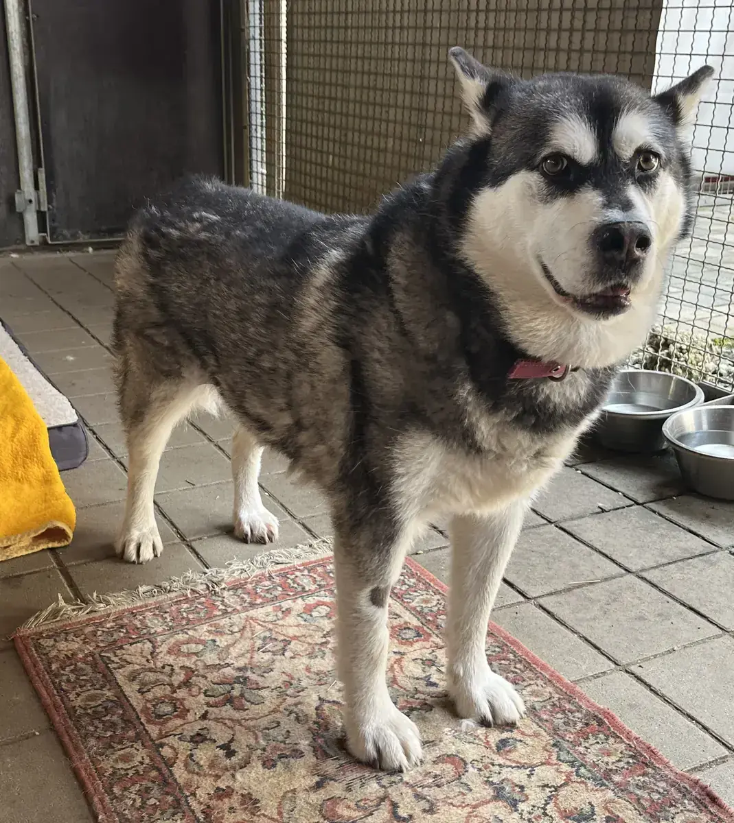 Cleo - Alaskan Malamute - Bild 1