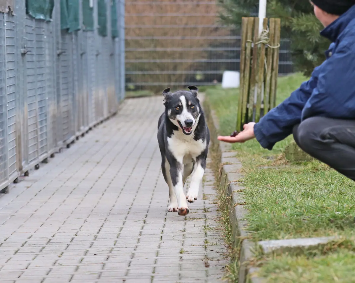 Buddy -  - Bild 4